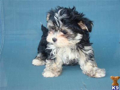 Puppies  just like this one and others