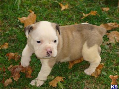 Totally awesome Bulldog puppies... 3/4 English and 1/4 American