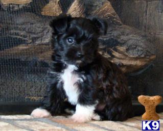 Beautiful Morkie puppies just arrived...same colors and three again  Two females amd one male..hes black
