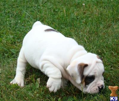 7/8 English Bulldog puppies