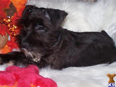 Frisky Girl Miniature Schnauzer shipping included