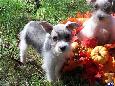 Paris Miniature Schnauzer Shipping included