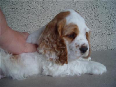 AKC COCKER SPANIEL MALE PUPPY