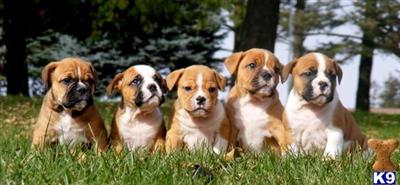 Happy and Healthy Olde English Bulldogges