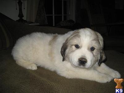 AKC Great Pyrenees Puppies