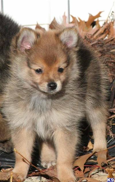 3 REGISTERED POMERANIAN PUPPIES $450-500