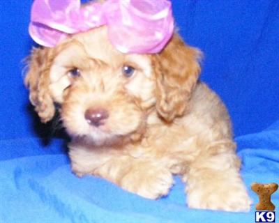 COCKAPOO PUPPIES....WE SHIP