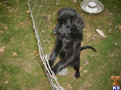 Just 1 Goldendoodle Puppy for Sale