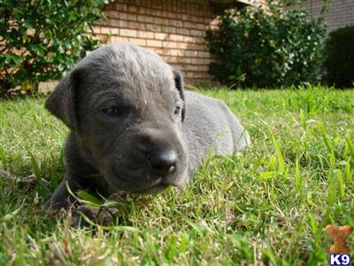 Blue AKC Great Dane Puppy Zeus