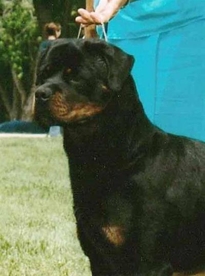 Puppies out of EUROPEAN IMPORTED PARENTS