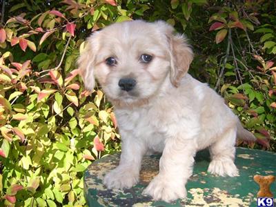   Nemo   Neutered Male Cocker  Havanese Designer Pup