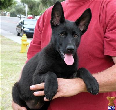Czech Import Bred German Shepherd Black Female Pick Of Her Litter
