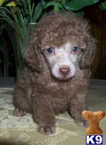 AKC CHOCOLATE POODLE PUPPY