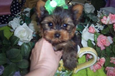 WOW ANOTHER BEAUTY AT YORKIEBABIES.COM