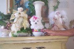 BEAUTIFUL TEACUPS AT YORKIEBABIES.COM