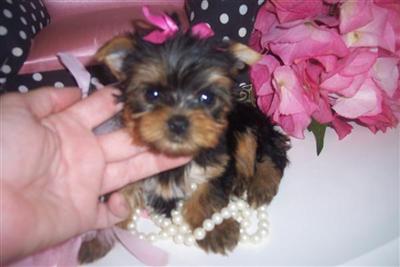 YORKIEBABIES 772-336-2330