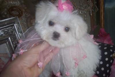 YORKIEBABIES.COM MALTESE 772-336-2330