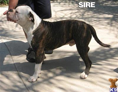 UKC Registered Gorgeous American Bulldog Puppies