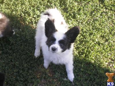 AKC  quality puppies,  champion lines