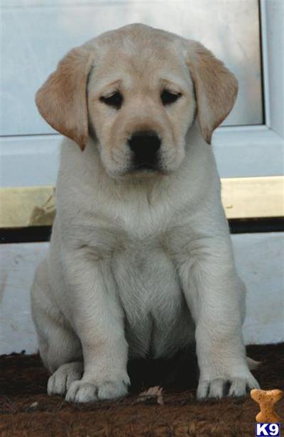 AKC LABRADOR RETRIEVER PUPS
