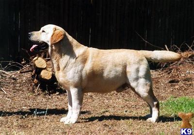 TOP AKC CHAMPION LABRADOR STUDS IN ALL COLORS
