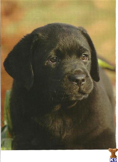 AKC LABRADOR RETRIEVER PUPS