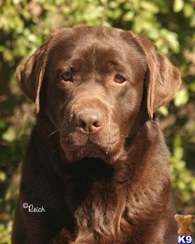 AKC CHAMPION CHOCOLATE LABRADOR STUDS 