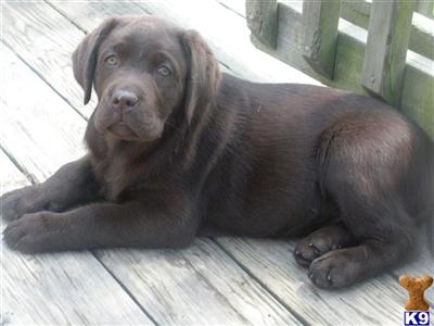 AKC Chocolate Champion Sired Labrardor Puppies