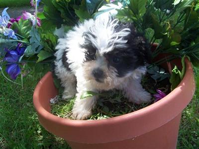  SHIHCHONS
