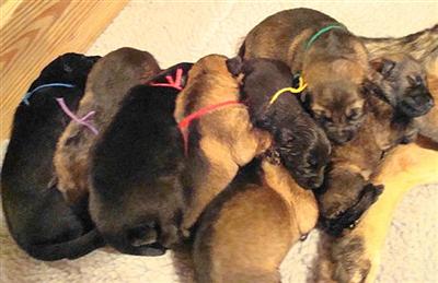 Full Czech German Shepherd Working Line Puppies