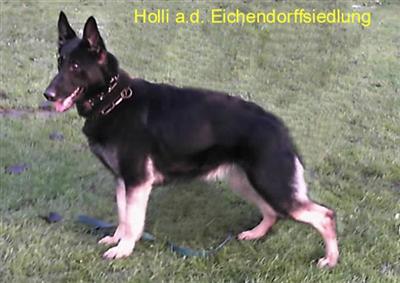 SG-Holly aus der Eichendorffsiedlung SchH3 KKL2