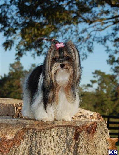 From time to time beautiful biewer yorkies available