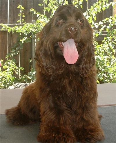 COCO PUFF