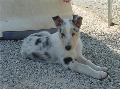 AKC Collies