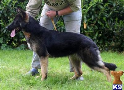 Excellent Pedigreed...Workingline German Shepherds For Sale...