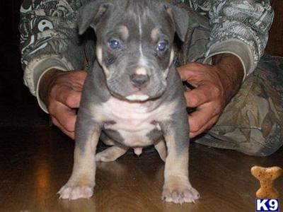 UKC PR BLUE TRI MALE  PIT BULL