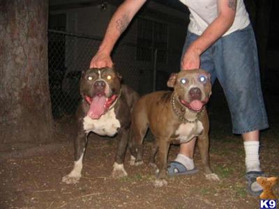 BLUE BULLY PUPPIES A.D.B.A REG