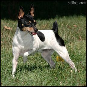 Toy Fox Terrier Puppies