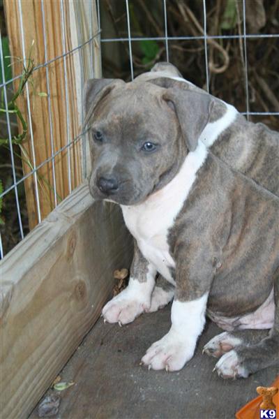 AmStaff Puppies FOR SALE