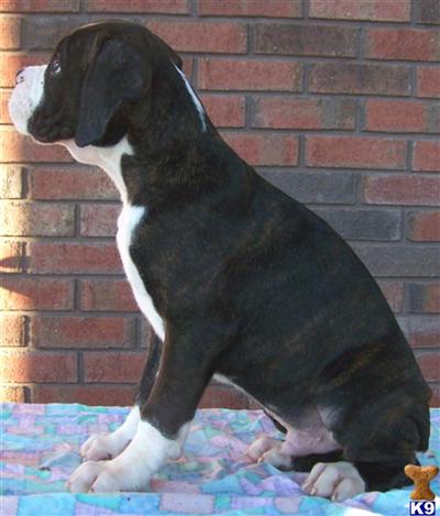 Guinness Champion Sired