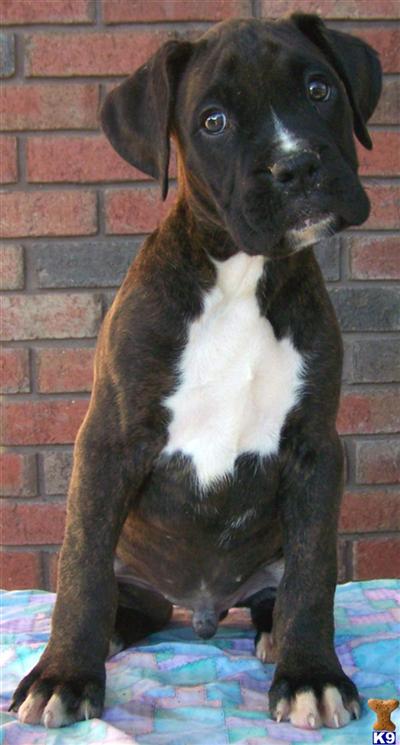 Diesel Champion Sired