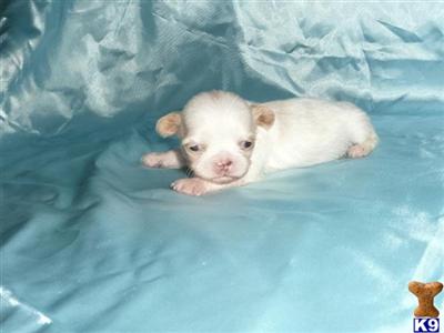 White liver male - Dan