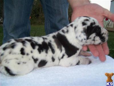 AKC Great Dane pups for christmas