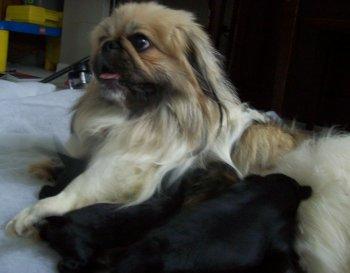 PEKES 4 SALE