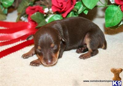 Miniature Pinscher Puppies For Sale PA - NY