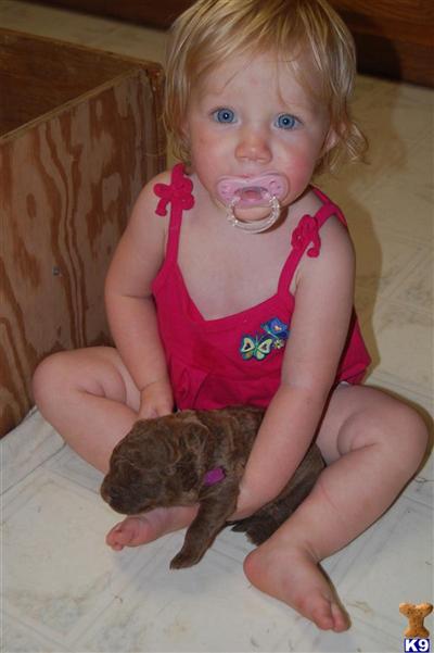Chessie puppies for sale 269744-1205