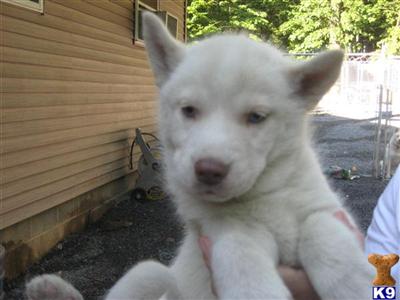 siberian husky pups