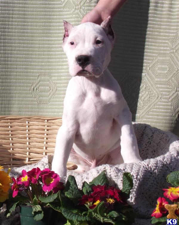 dogo argentino breeders canada. dogo argentino breeders in