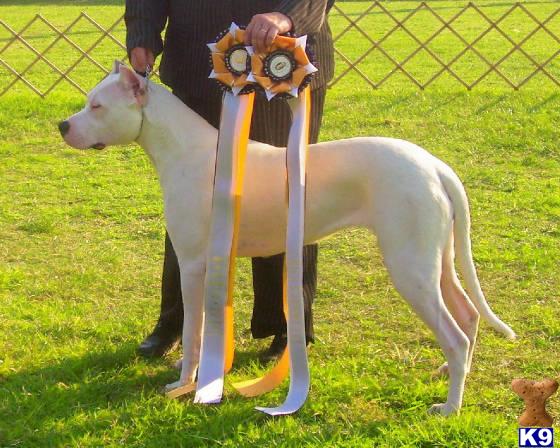 Dogo+argentino+puppies+for+sale+in+california