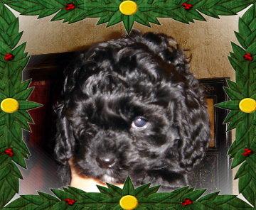 TOY CAVAPOO